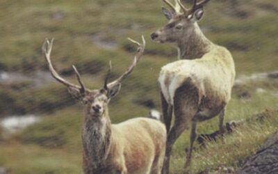 Scottish Red Deer and their Conservation